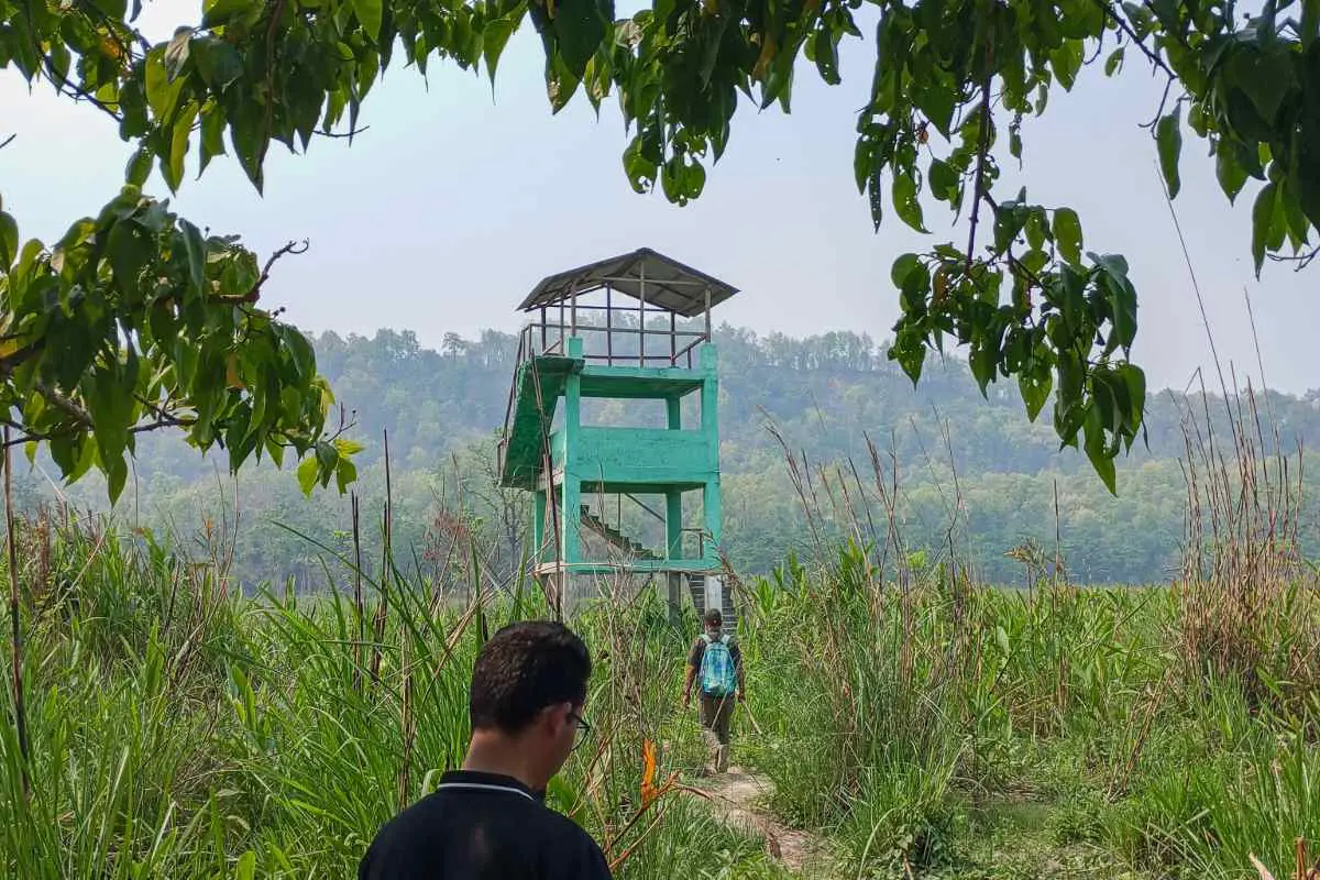 Promenade dans les hautes herbes du parc national de Chitwan, au Népal, en direction d'une tour de guet. Photo de Paddy Cooke.