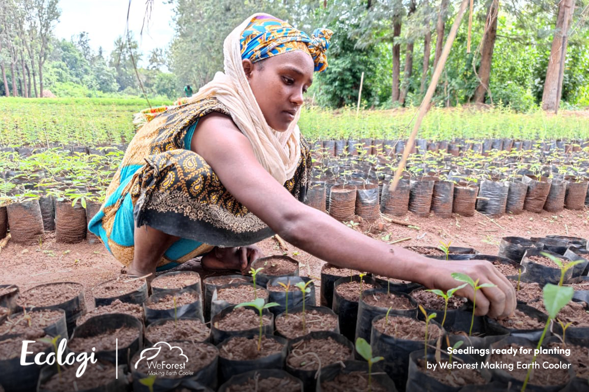 Reviving Ethiopia's Gewocha Forest