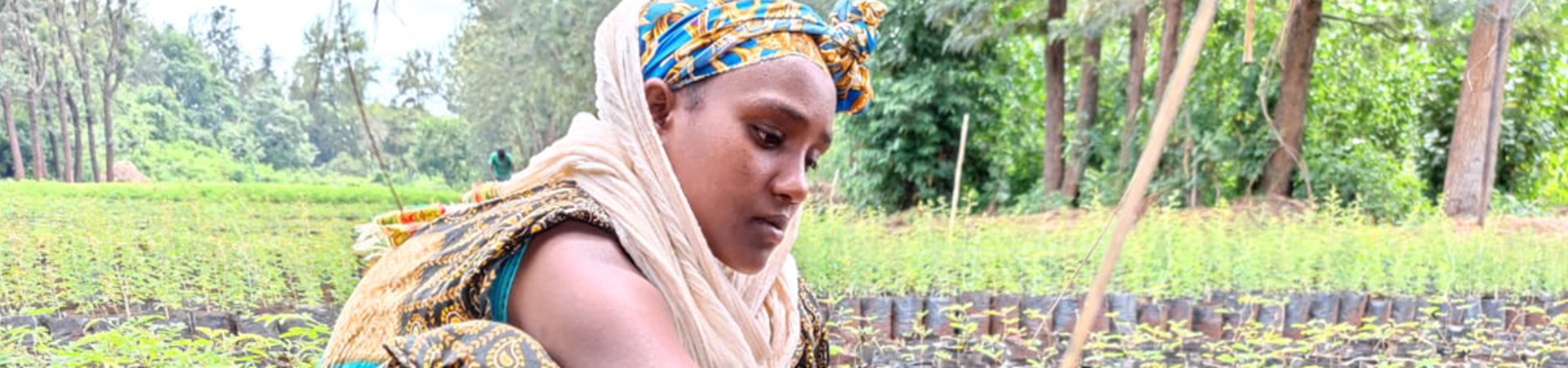 Het Gewocha-woud in Ethiopië nieuw leven inblazen
