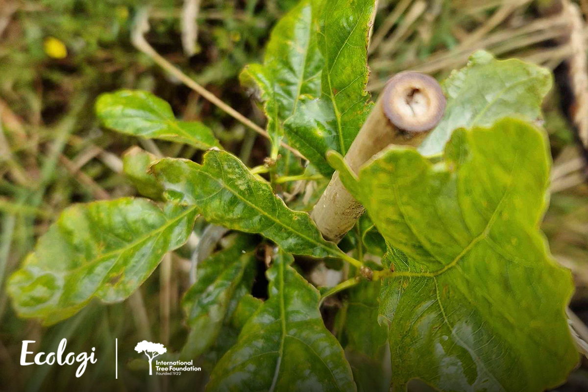 Restauration de la forêt tropicale de Kakamega au Kenya