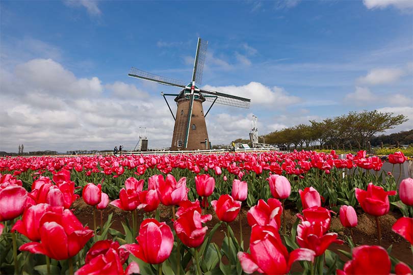 Moulin à vent hollandais et champ de tulipes aux Pays-Bas Photographie de Ye Han de Pexels