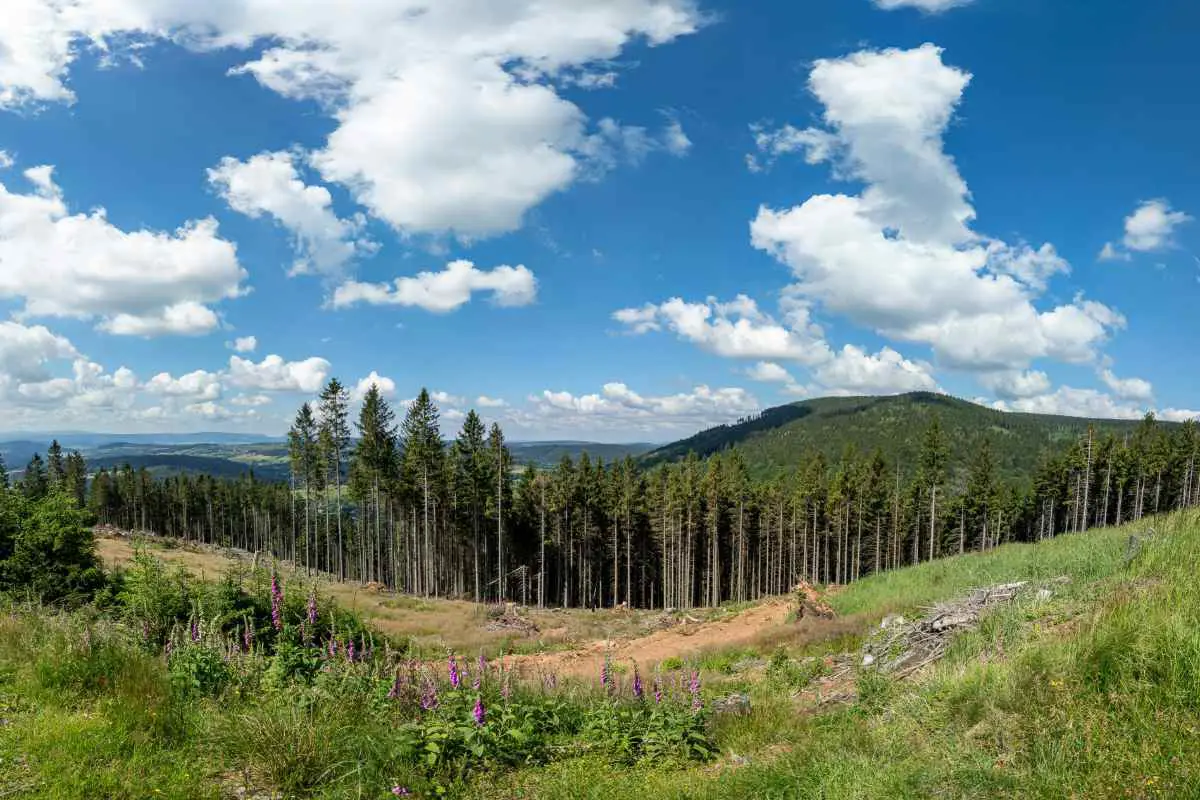 Photo of an open landscape where trees cover rolling hills in Góry Sowie, Bielawa, Polska. Photo by Lukasz Szmigiel from Unsplash