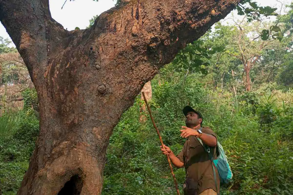 Bishnu, guide du parc national de Chitwan, examine les traces d'animaux au Népal. Photo de Paddy Cooke.