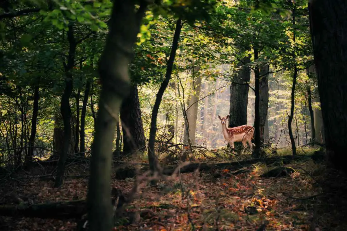 Deer Wandering Through Woodland. Photo By Siska Vrijburg From Unsplash