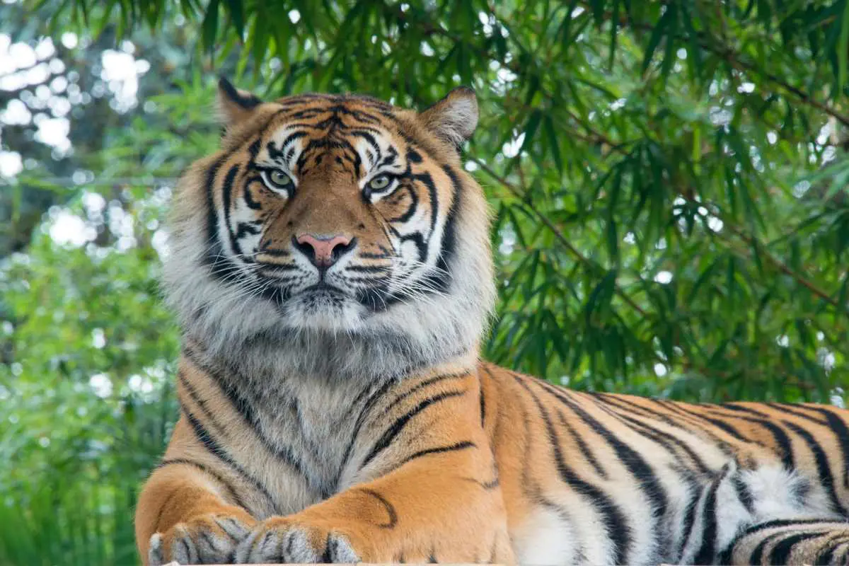 Tigre du Bengale assis fièrement au milieu de la jungle verdoyante. Photo de Javier Virues-Ortega sur Unsplash.
