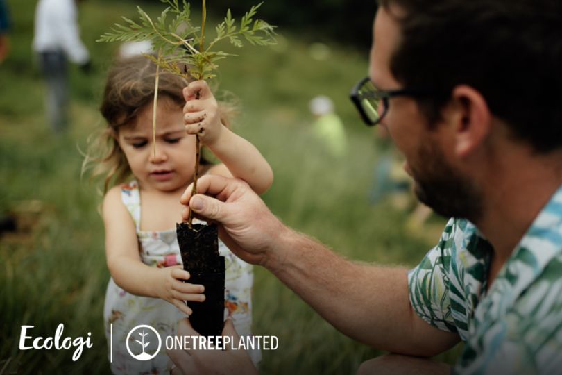 Wiederbelebung der Mangroven in Irregele Milato, Mosambik