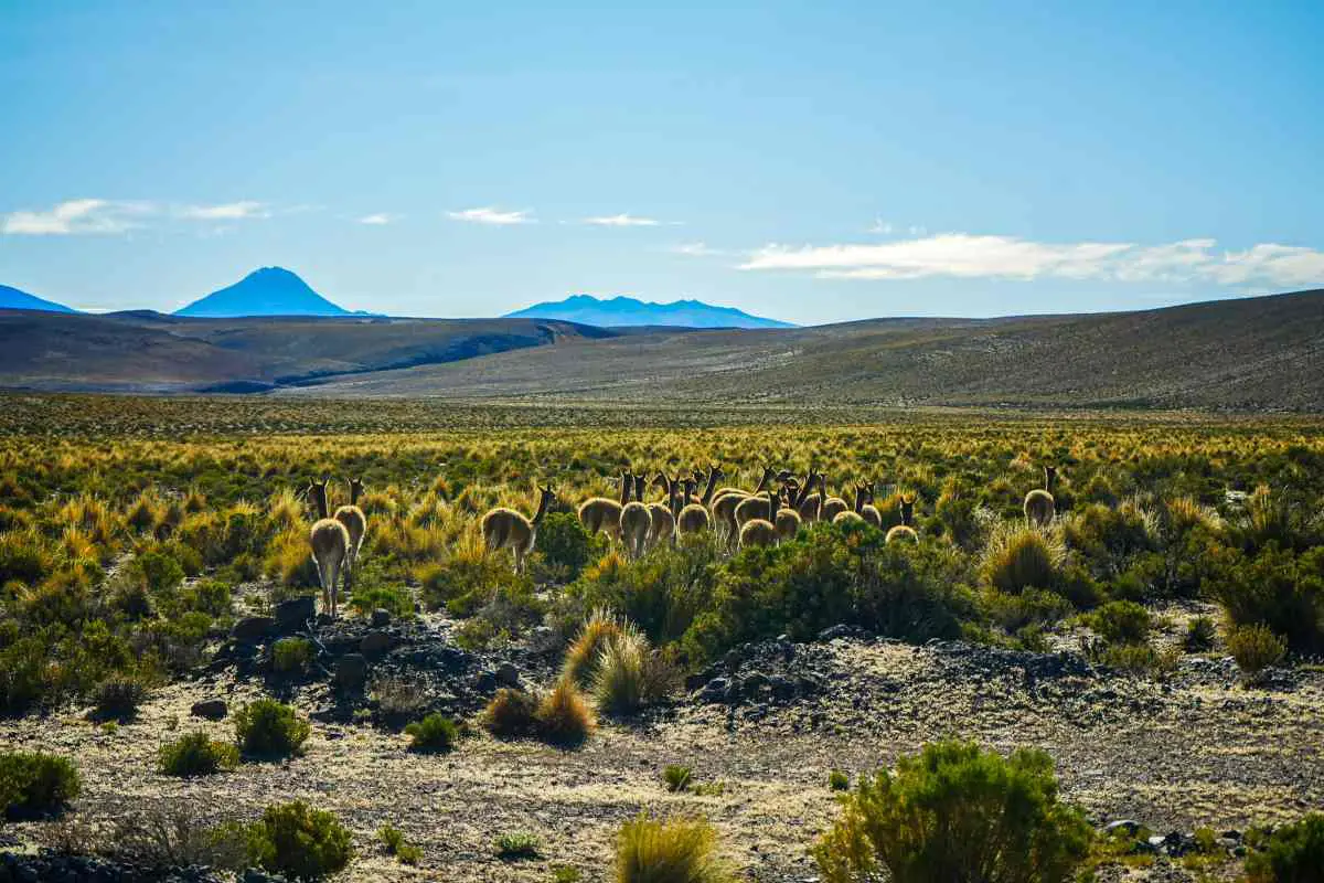 A herd of vicunas walk amongst the yellow grass towards a volcano on the horizon. Photo by Becca Marsh.