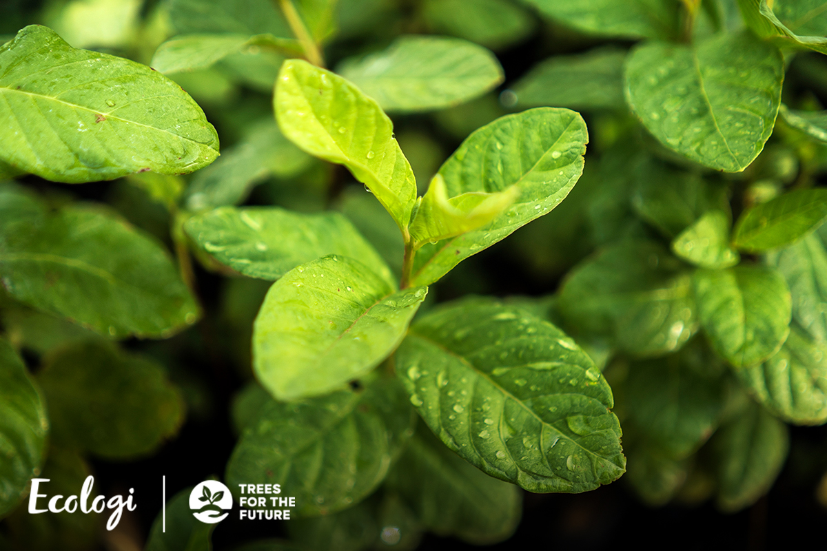 Cultiver des jardins forestiers durables en Tanzanie