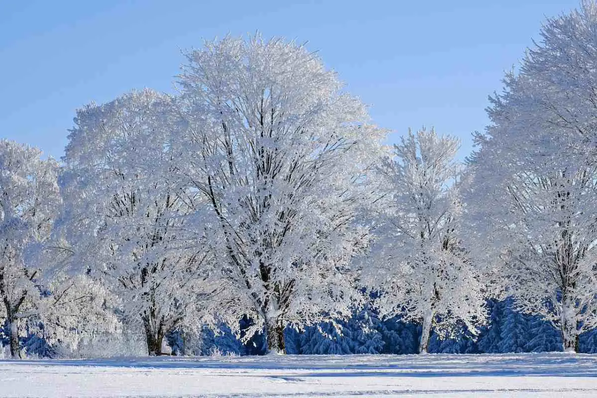 Scenic landscape of snow covered trees in Austria. Image by Nicky Pe from Pixabay.