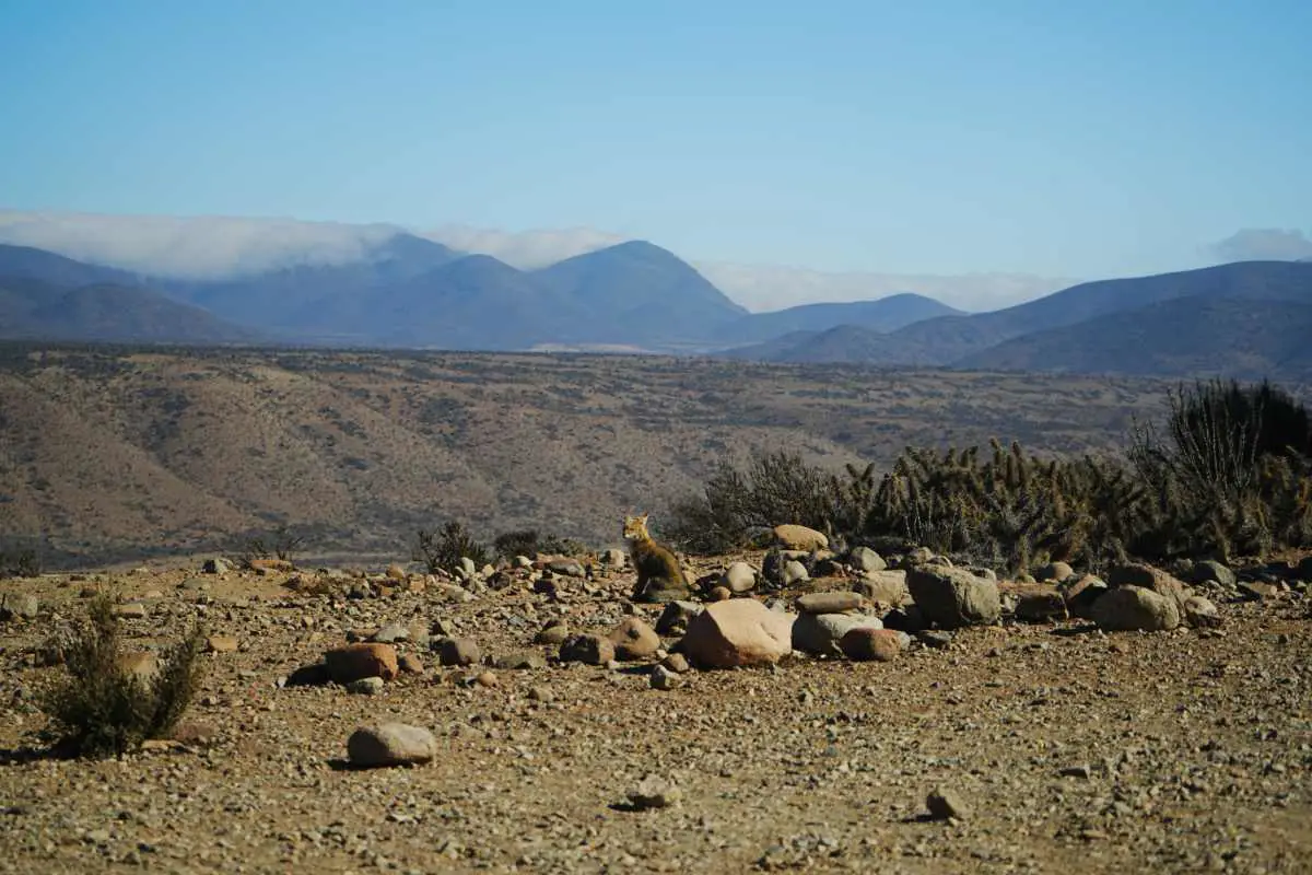 Desert fox perched on rugged terrain in front of the coastal mountains of the Atacama Desert, Chile. Photo by Becca Marsh.