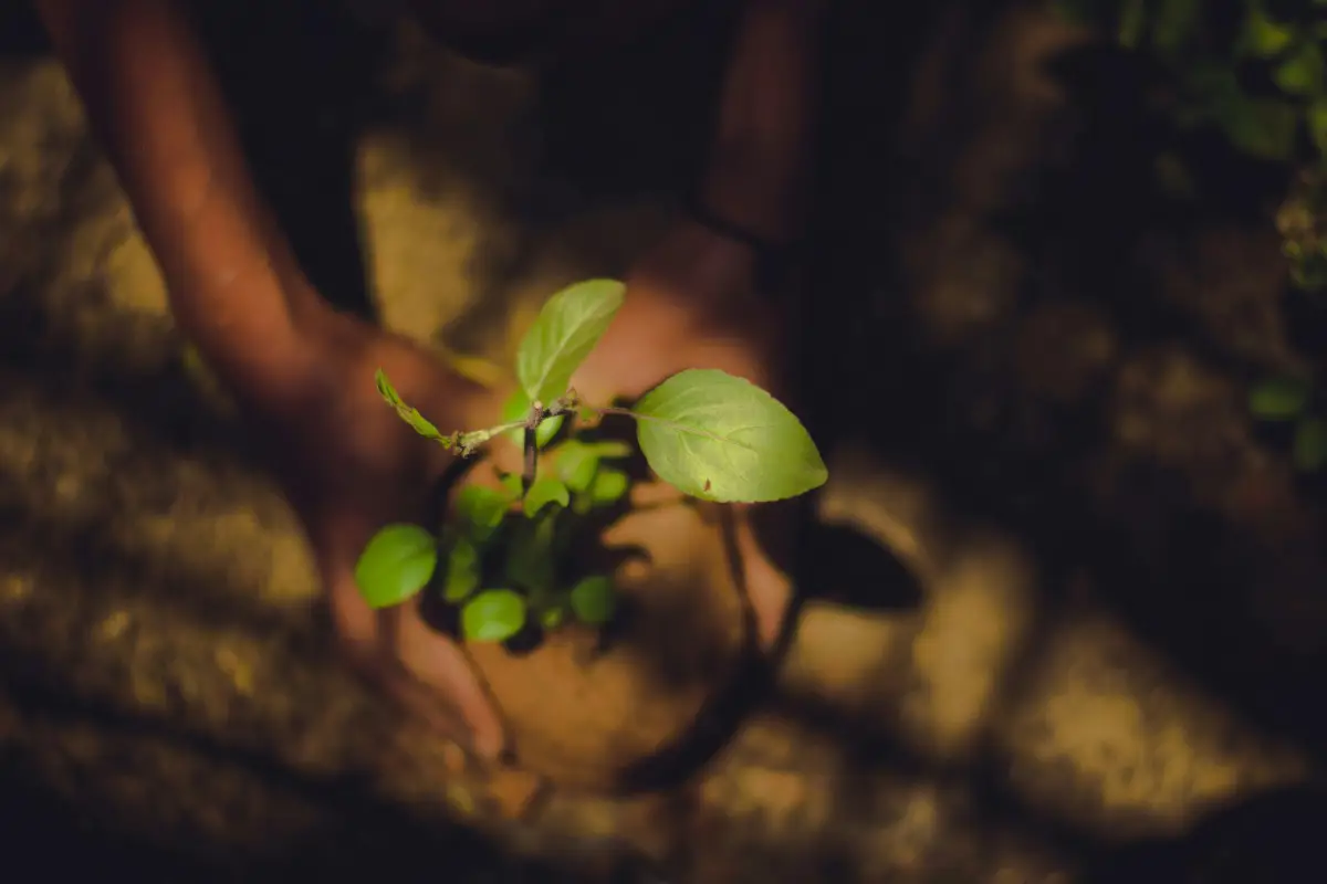 In a village in India children are planting seedlings grown at school. Photo by Kasturi Laxmi Mohit from Unsplash