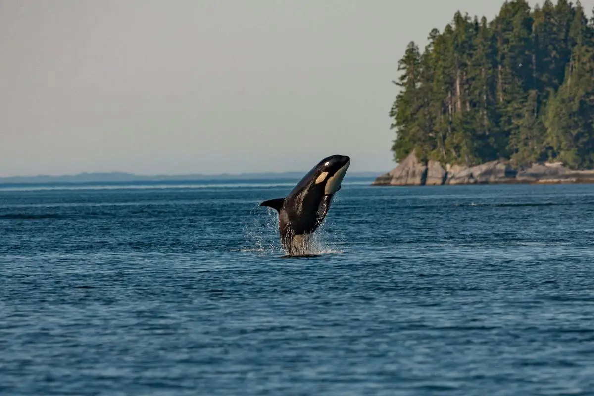 Orca jumping from the water in British Colombia, Canada. Photo by Thomas Lipke from Unplash