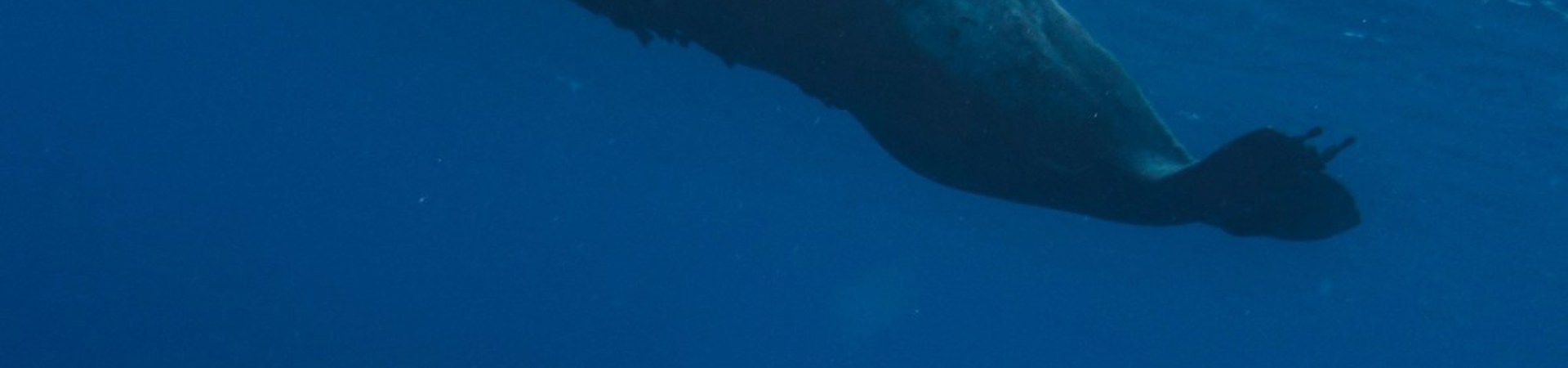 10 Tipps für verantwortungsbewusste Walbeobachtung