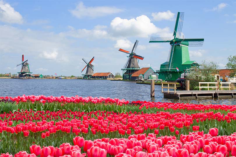 Moulins à vent et tulipes hollandaises au Zaanse Schans Photographie par Anastasia Collection