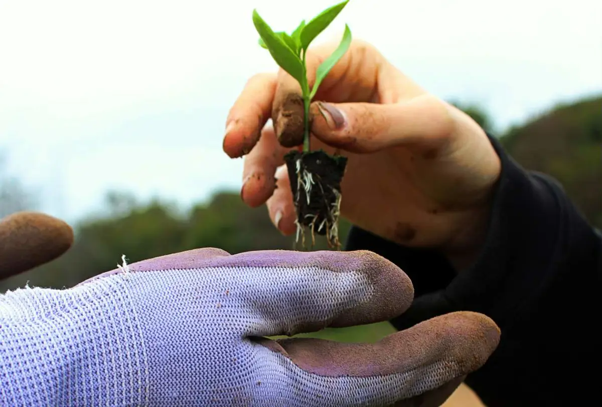 Seedling Being Handed To A Tree Planter Ready To Add It To The Forest. Photo By Jael Rodriguez From Unsplash