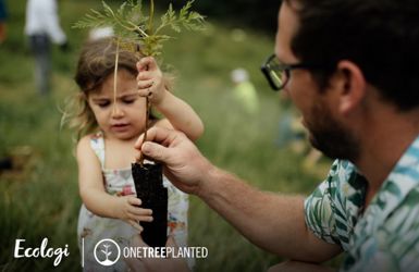 High Travel Emissions? Plant Trees to Offset Impact