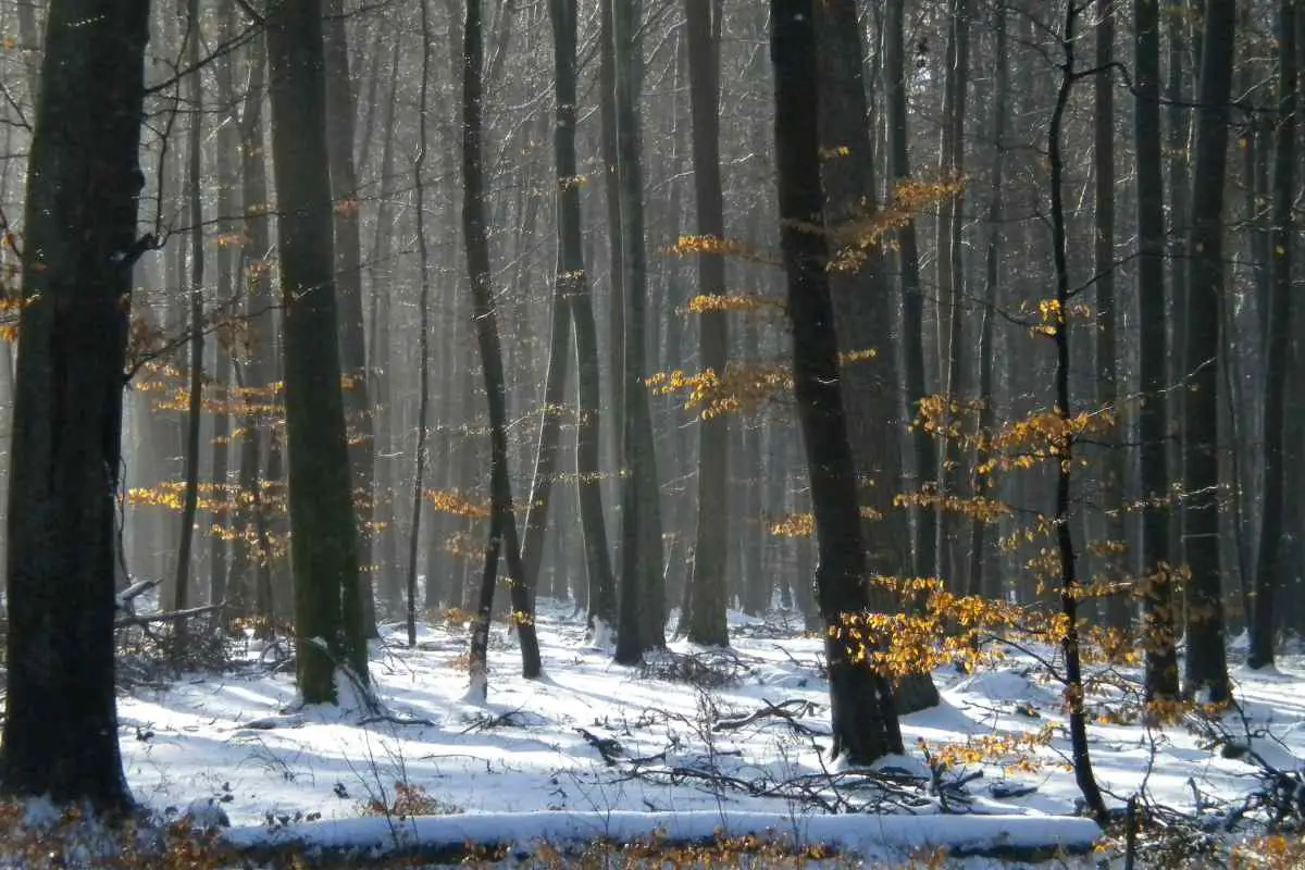 Sun light beams through the trees to the snow covered forest floor in Schieren, Luxembourg. Photo by Will Roberts from Unsplash