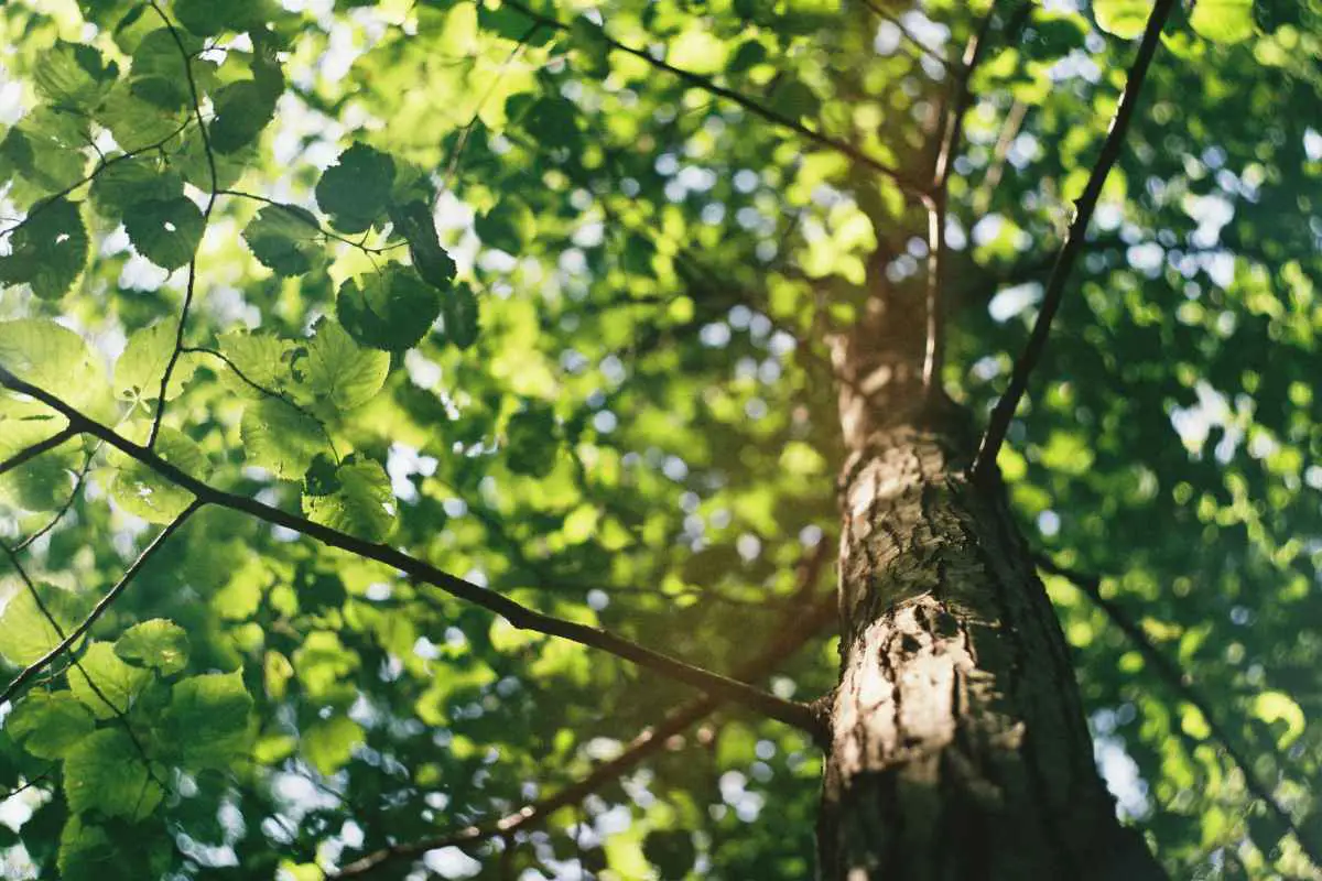 Looking up into the bright green foliage of a tree in Hungary. Photo by David Vig from Unsplash 
