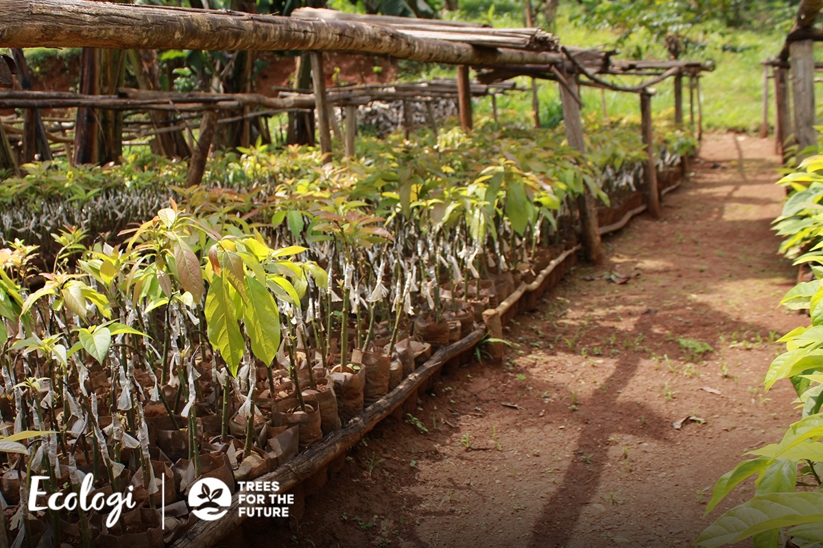 Anlegen von Waldgärten in Uganda