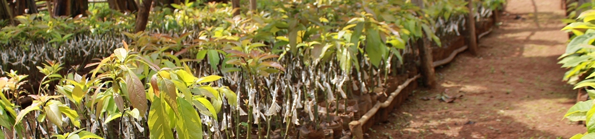 Plantation de Jardins Forestiers en Ouganda