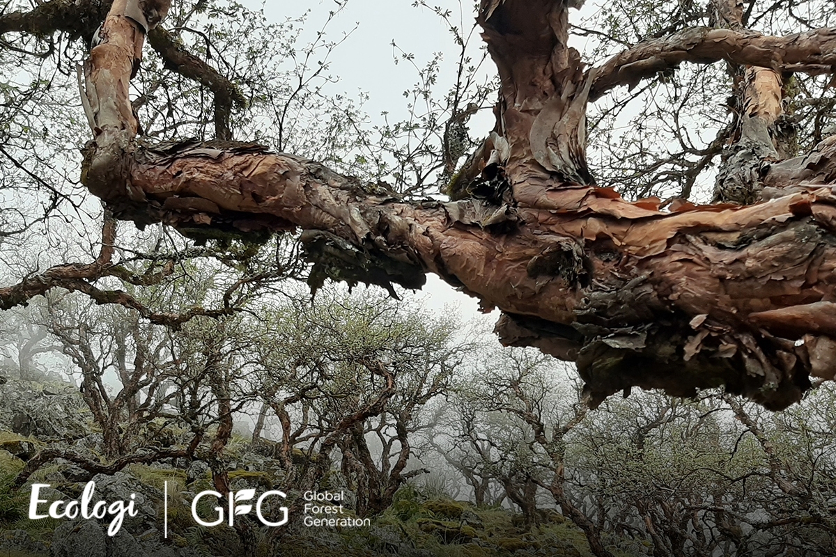 Restauration des forêts andines en Argentine