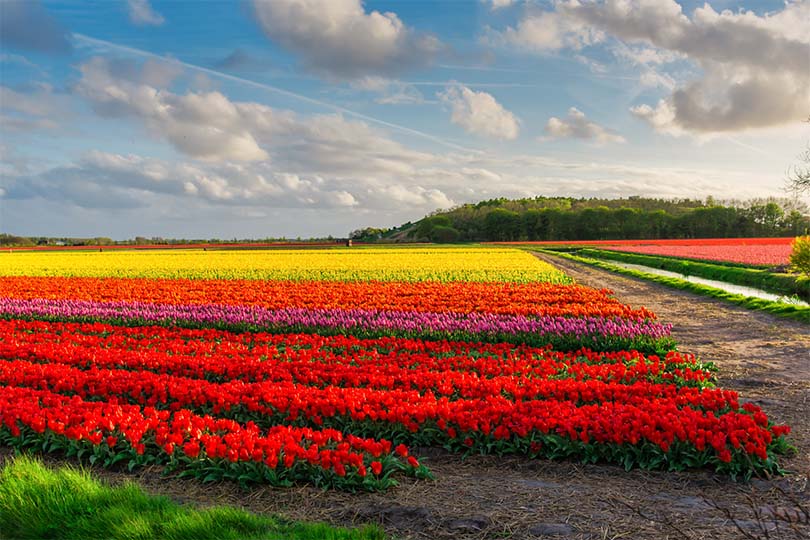 Champ de tulipes de Keukenhof en Hollande Photographie d'Ivanica Monica, Getty Images