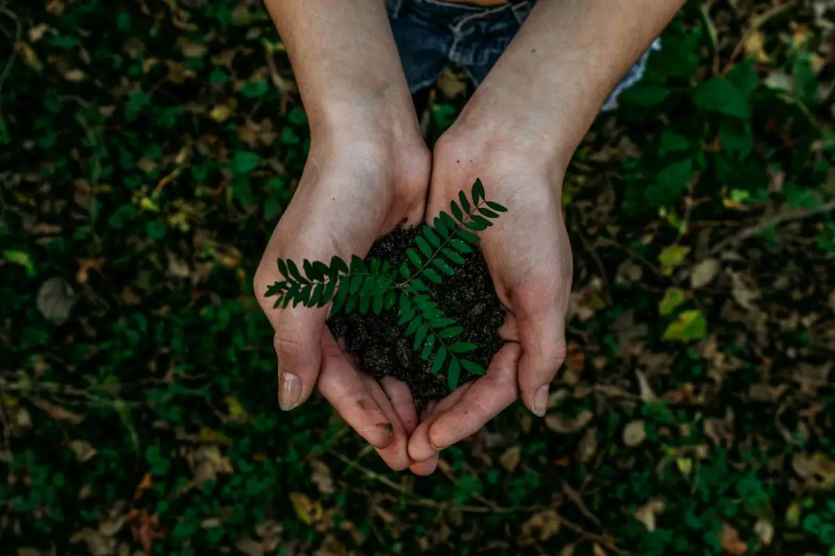 Hands holding a seedling ready to be planted, encouraging reforestation in Lincoln, United States. Photo by Noah Buscher from Unsplash