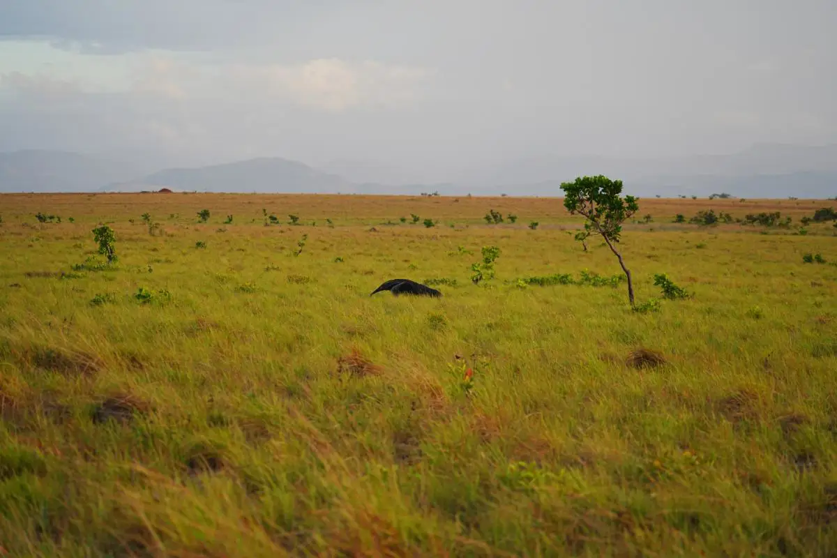 Giant ant eater running through the golden grasslands of the North Rupununi at Karanambu ranch, Guyana. Photo by Becca Marsh